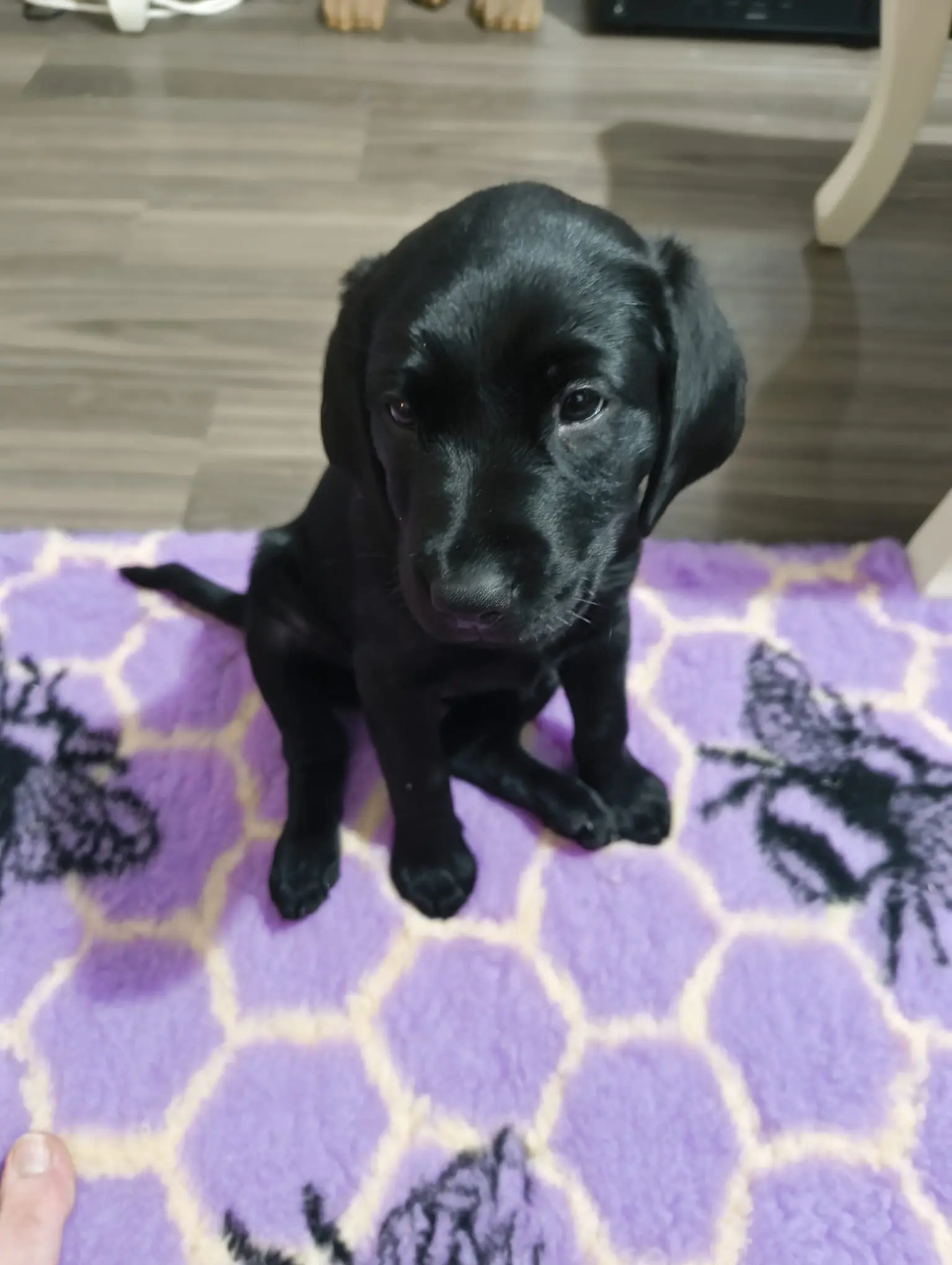 Agatha the black lab puppy