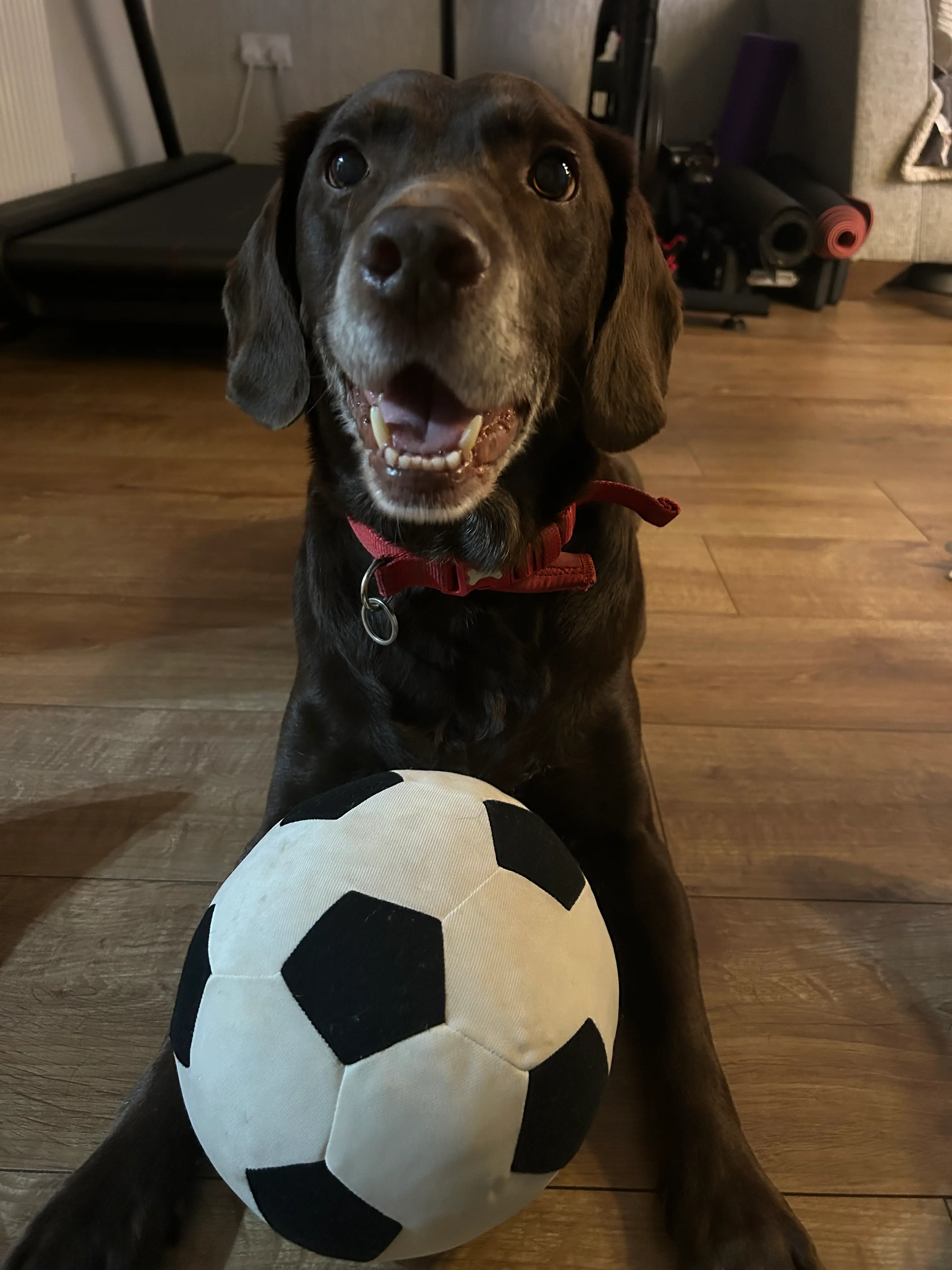 Theo the chocolate lab